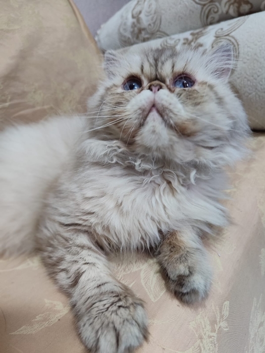 Male persan race pur