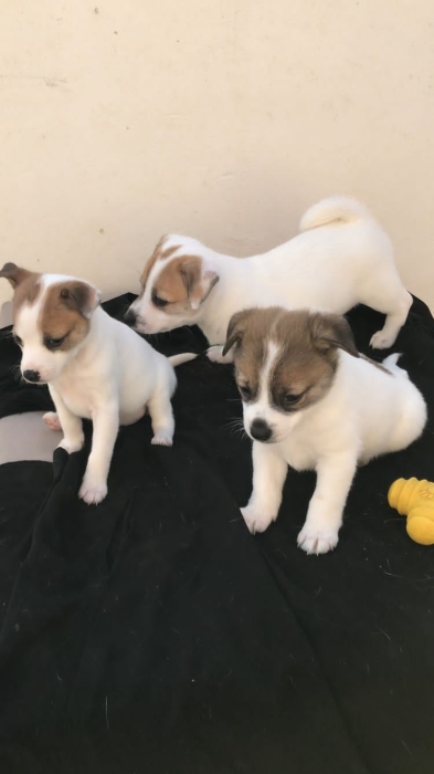 جاك راسل🐶  Jack Russell