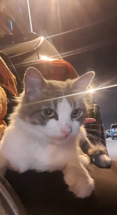 Adoption en cas d'urgence