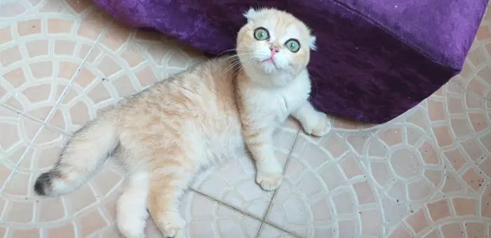 scottish fold
