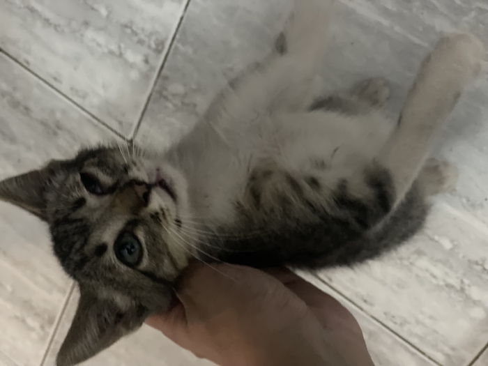 Chat de gouttière gratuit