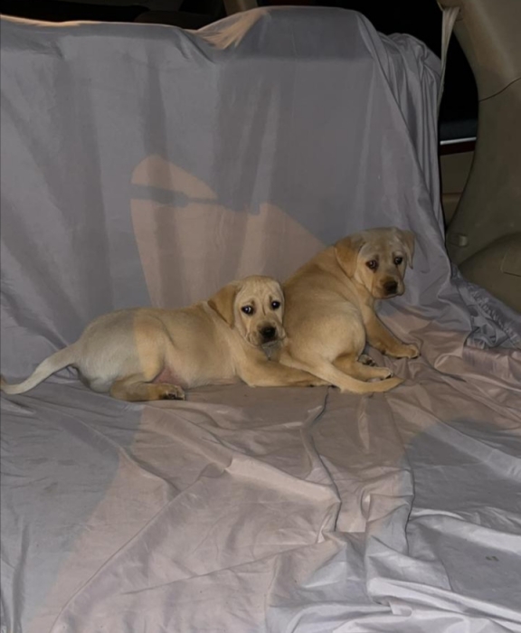 Labrador Toop Structure 🔥🐾