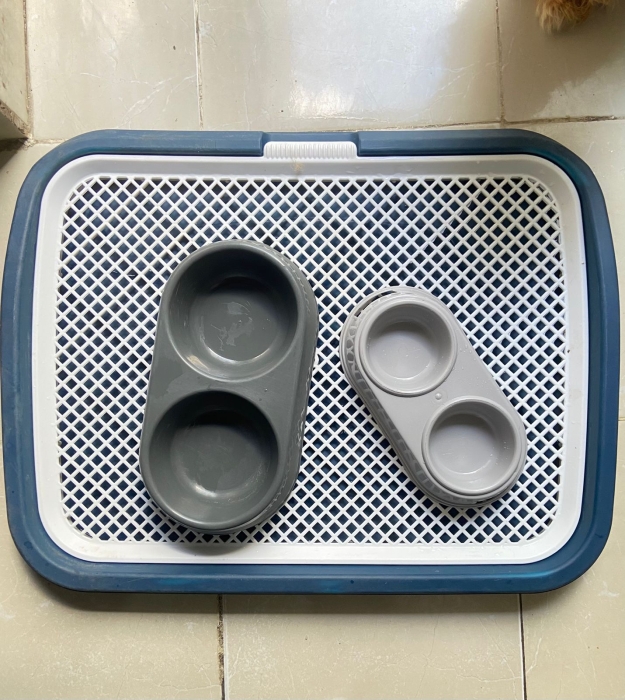 Bichon Havanais et ses accessoires