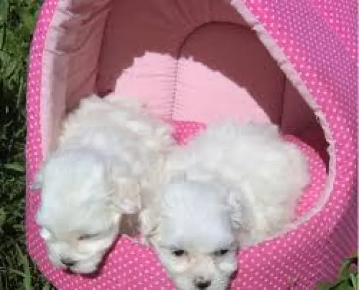Chiots bichons maltais
