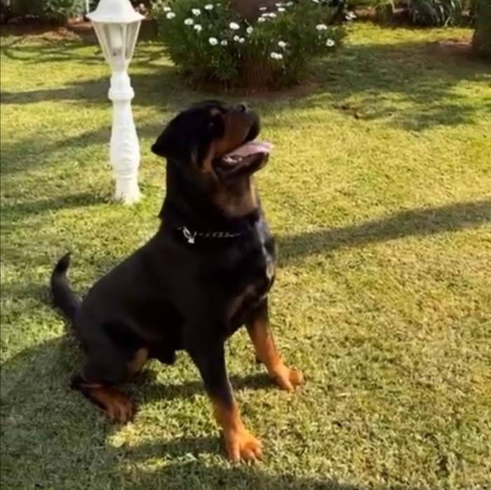 Rottweiller 💥