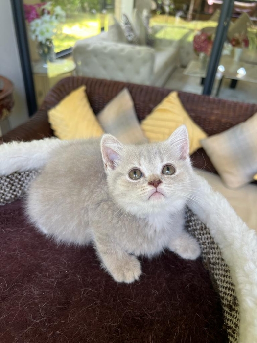 British shorthair femelle