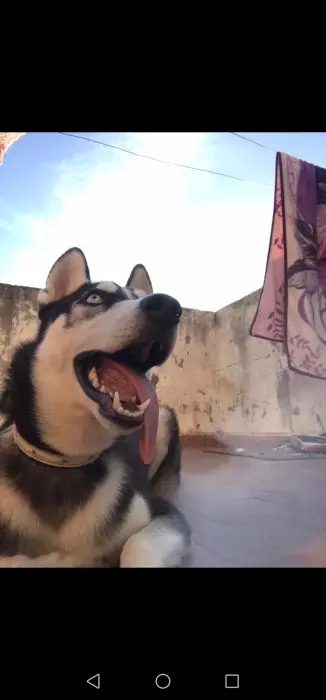 Husky