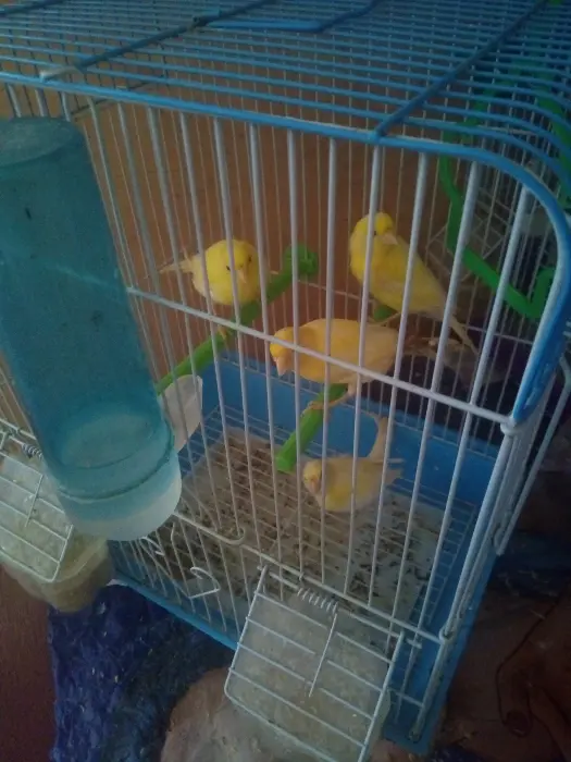 3couple canari avec ses petit canari