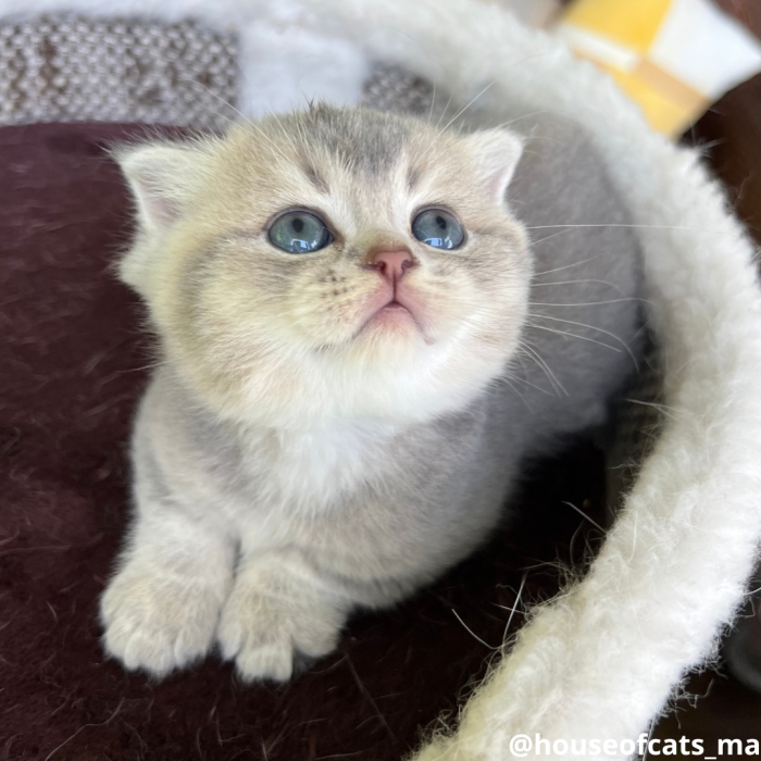 Scottish straight femelle