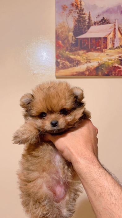 Spitz nain Pomeranie