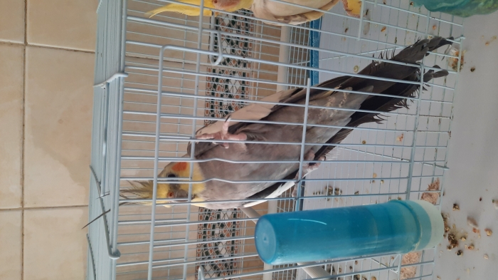 Calopsite mâle +  femelle