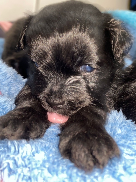 Caniche Bichon Maltais