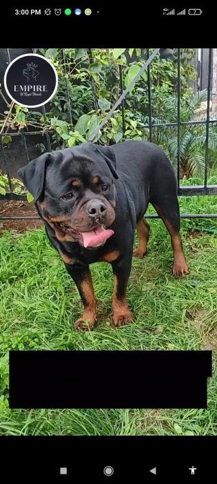 Chiots rottweiler  à vendre