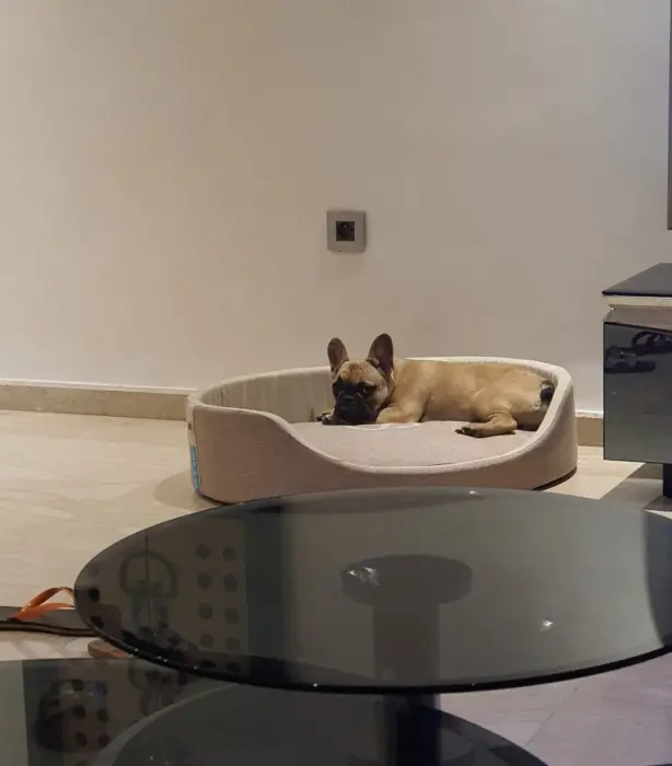 Vente bouledogue français