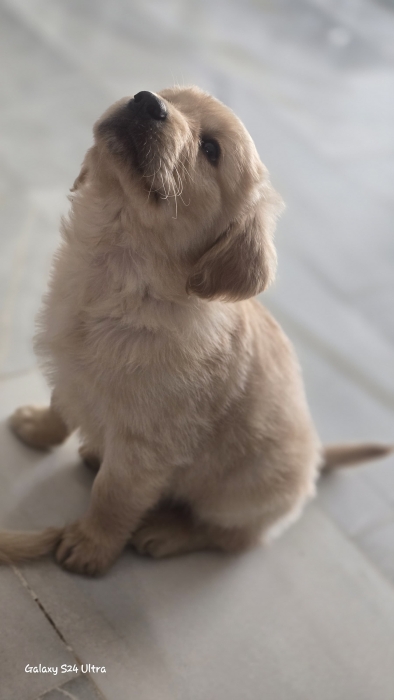 Golden retriever 2 mois