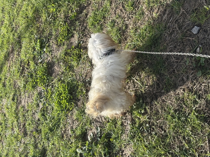 Chien bichon maltais