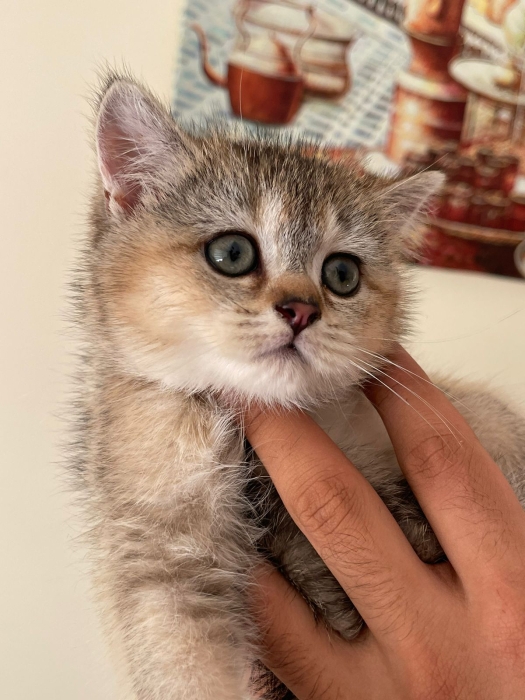 Female Scottish straight kitten with pedigree (top quality)
