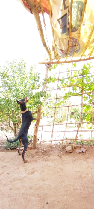 بيع كلبة من نوع دوبرمان