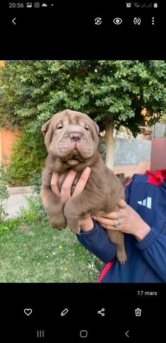 chiots shar-peï