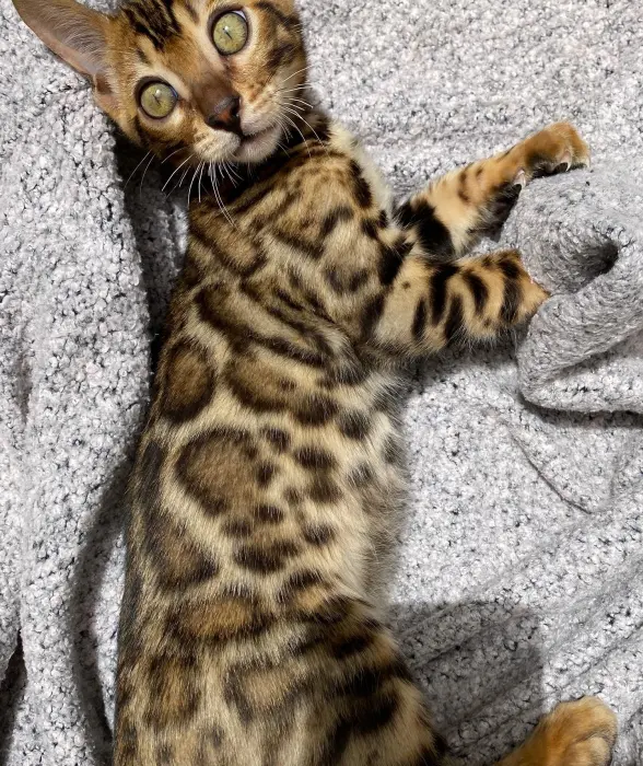 Chaton Bengal mâle avec PEDIGREE