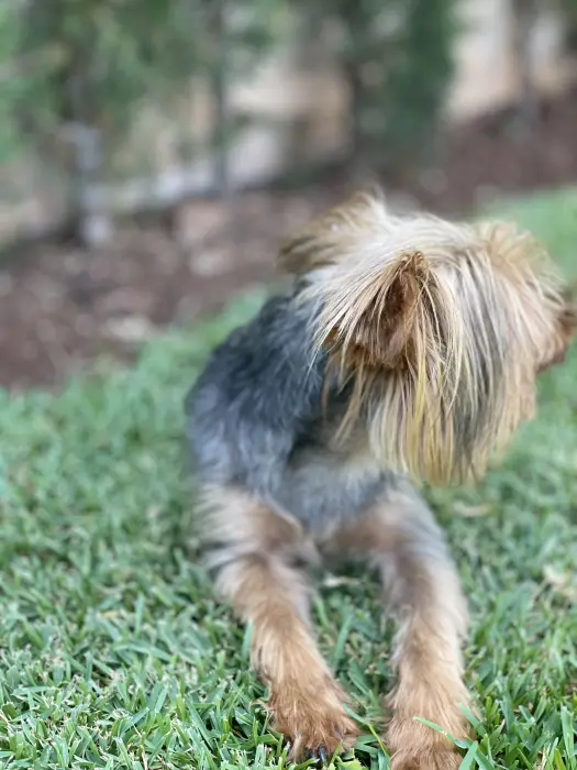 yorkshire terrier male