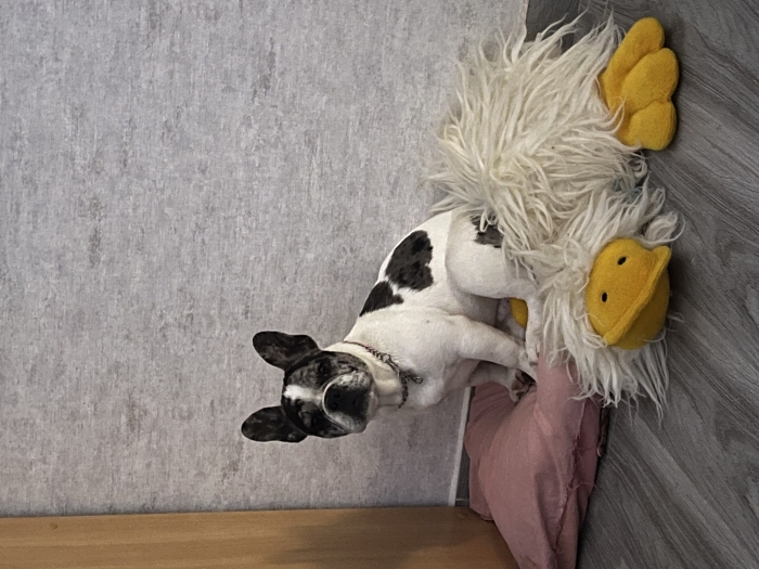 Bulldog français exotic