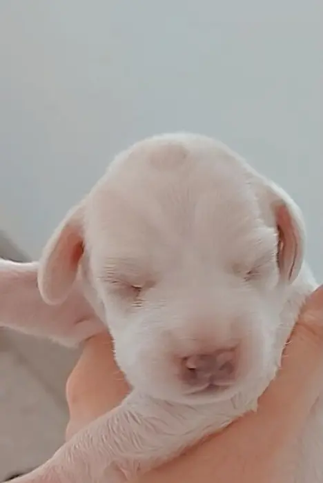 كلاب صيد للبيع