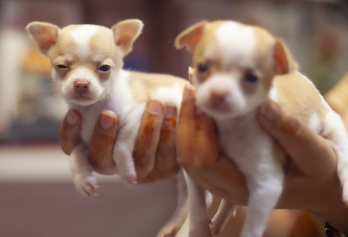 chiots CHIHUAHUA miniature