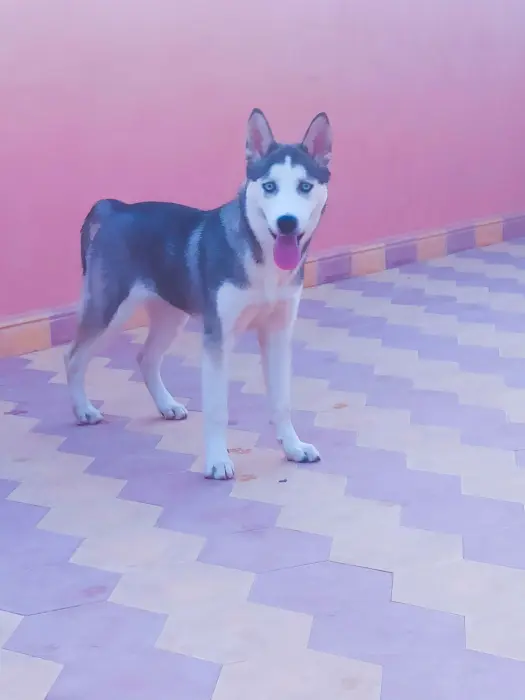 Chiens Husky pure race