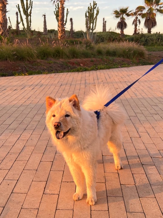 Accouplement femelle chowchow