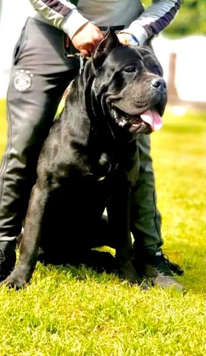 chiot cane corso