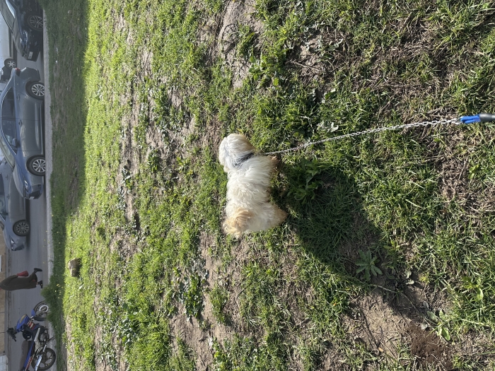 Chien bichon maltais