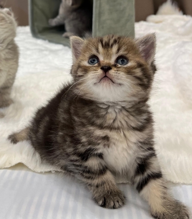 british black golden