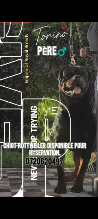 Chiots rottweiler à vendre