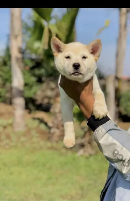 Je mets en vente ma chienne