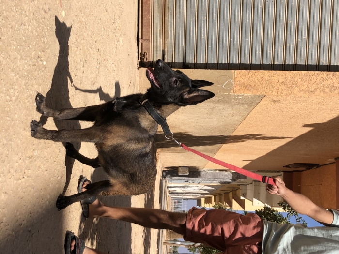 Une femmelle malinois pure race d’un pere pedegree