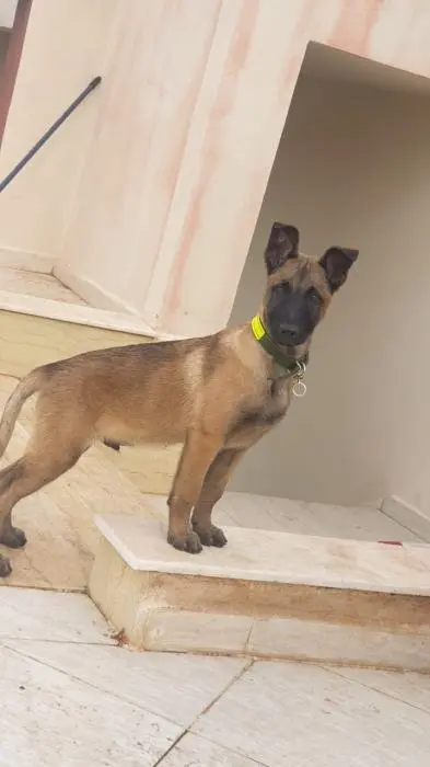 berger malinois
