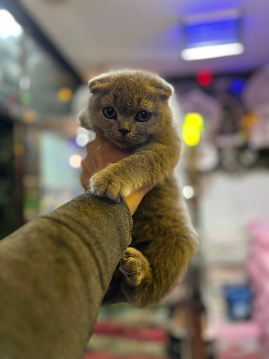chaton de race SCOTTISH,