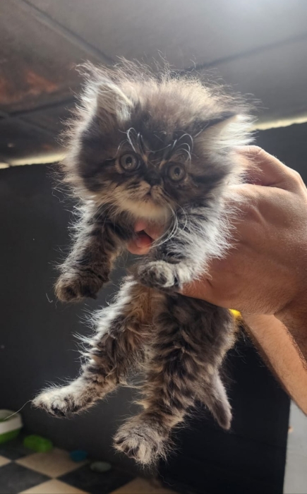 Chaton persan vendre