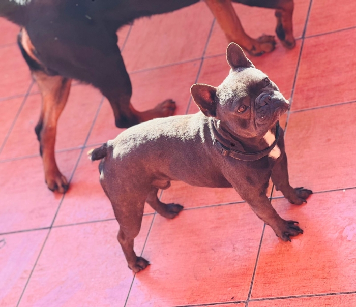 Male f bulldog pure race