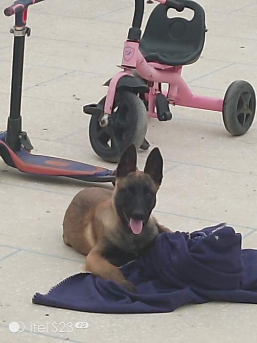 Maniloi charbonner avec carnet de vaccination