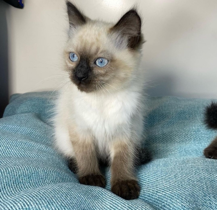 سلا حي السلام