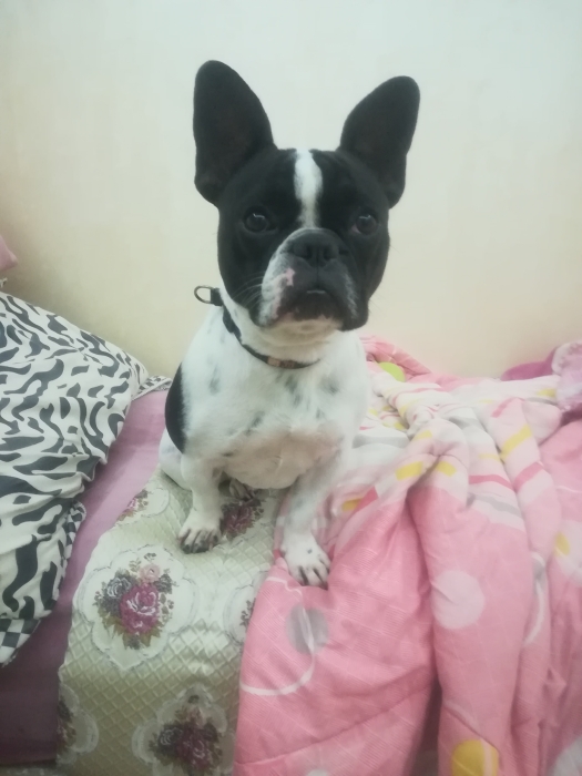 Bouledogue français