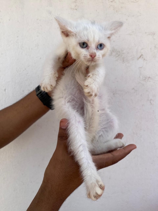 Chaton Angora à vendre