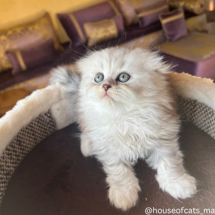 Scottish fold femelle