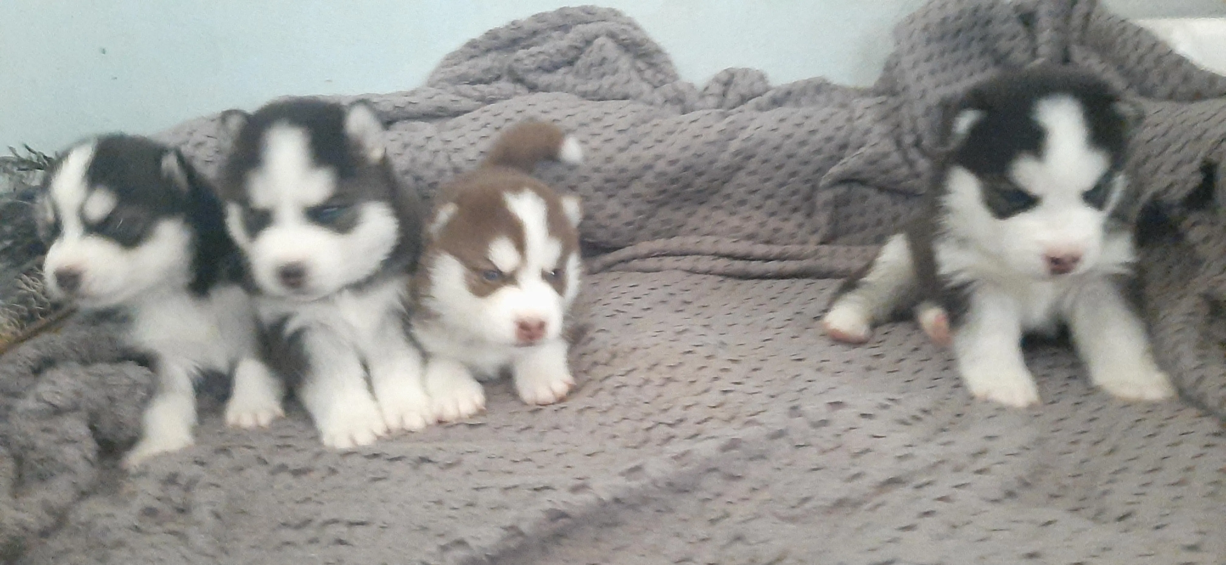 husky malamute/sebrien