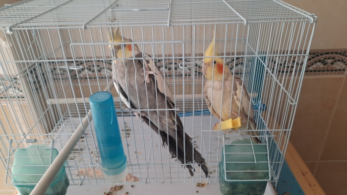 Calopsite mâle +  femelle