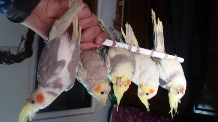 Calopsitte كلوبسيت مدرب