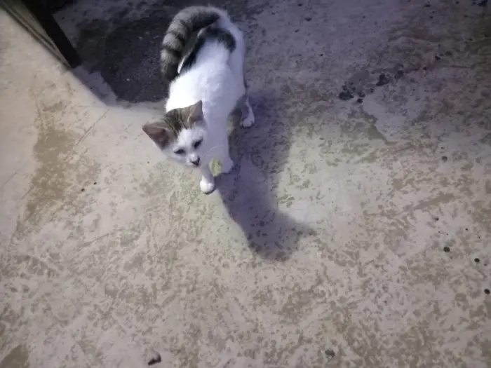 Chat sterilisé pour adoption