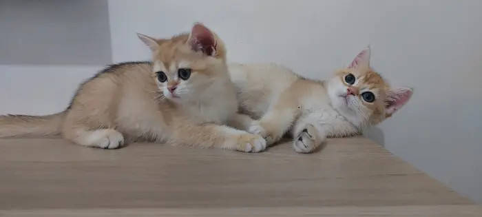 Chatons pure race Golden British